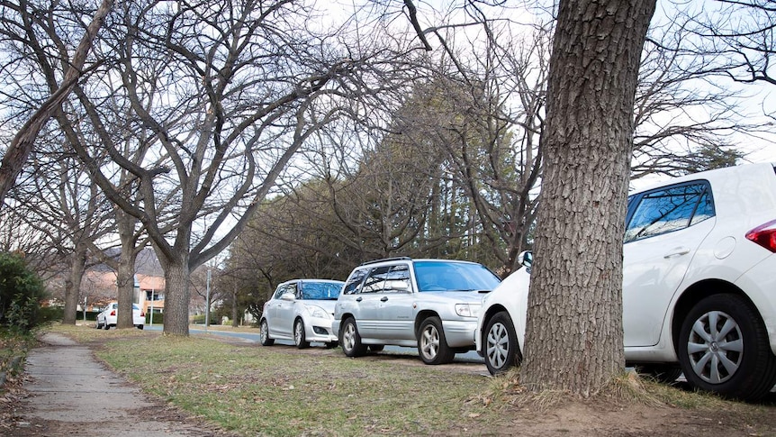 A line of street trees has various cars parked underneath.