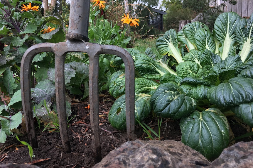 Asian greens growing in veggie garden with garden fork planted in soil 