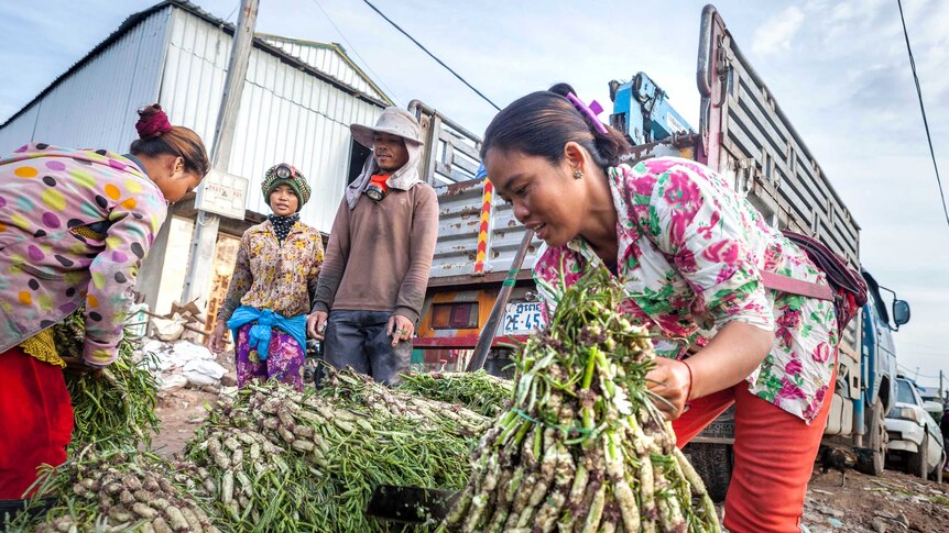 A woman cuts and bundles water mimosa for sale.