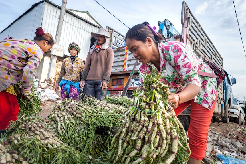 A woman cuts and bundles water mimosa for sale.