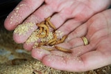 Live mealworms in a researcher's hands.