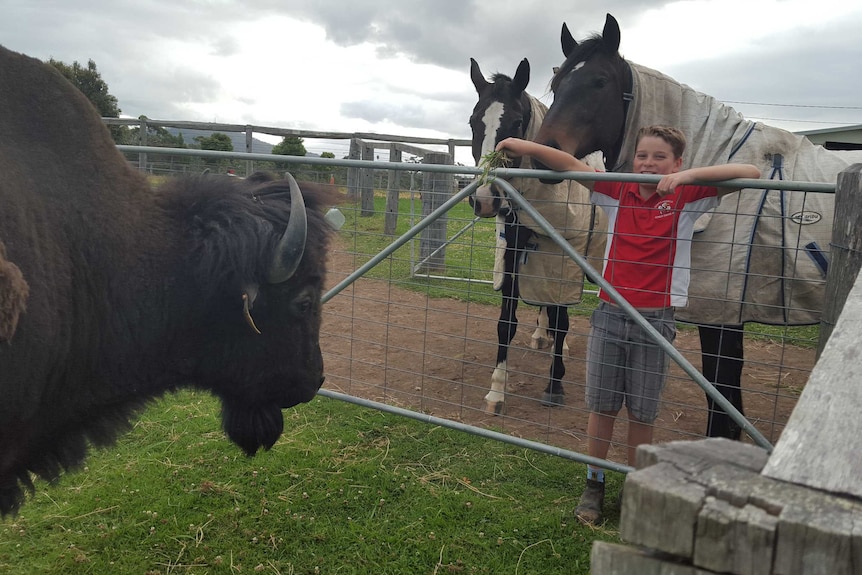 A boy leans on a fence, looking at a bison, while two horses stand behind him.