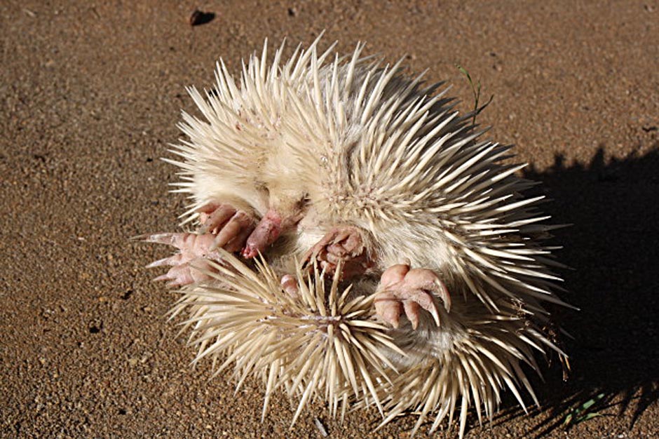 A rare albino echidna.