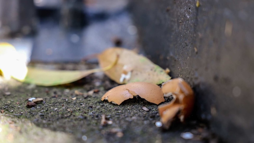 egg shells in a leaf filled gutter