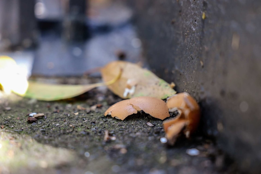 egg shells in a leaf filled gutter