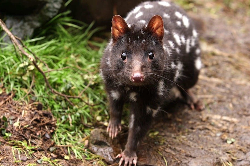 An eastern quoll in captivity in Tasmania