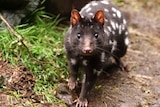 An eastern quoll in captivity in Tasmania