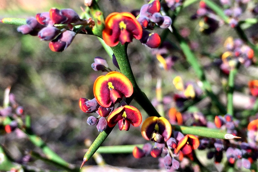 Flowers at risk of extinction