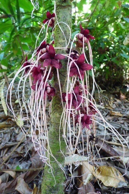 A strange rainforest flower with purple petals and long white tentacle-like prongs.
