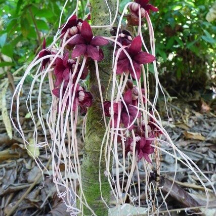 A strange rainforest flower with purple petals and long white tentacle-like prongs.