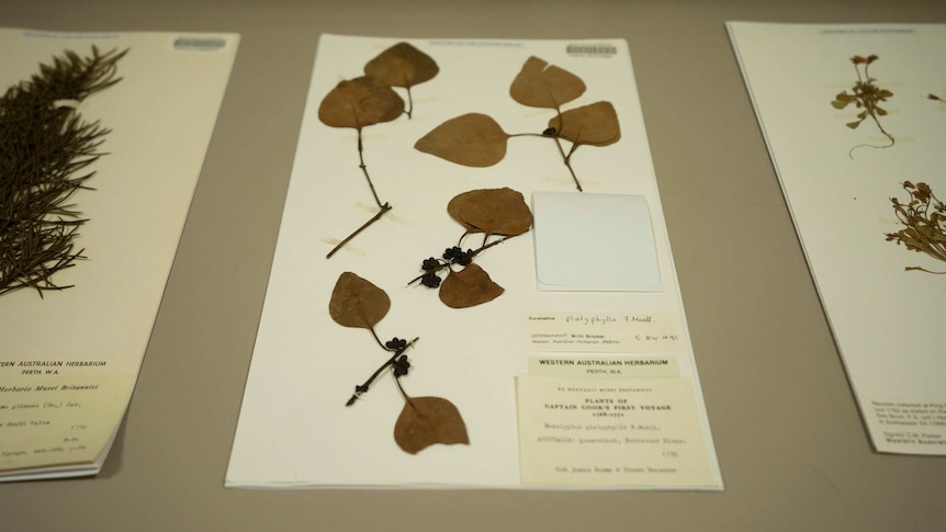 A eucalyptus specimen collected by Captain Cook’s botanist Joseph Banks, during their maiden voyage to Australia in 1770.