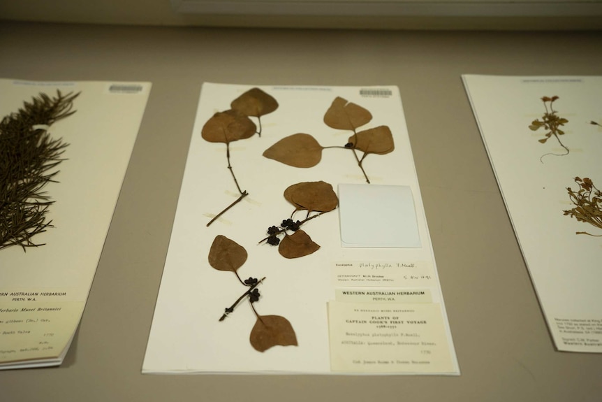 A eucalyptus specimen collected by Captain Cook’s botanist Joseph Banks, during their maiden voyage to Australia in 1770.