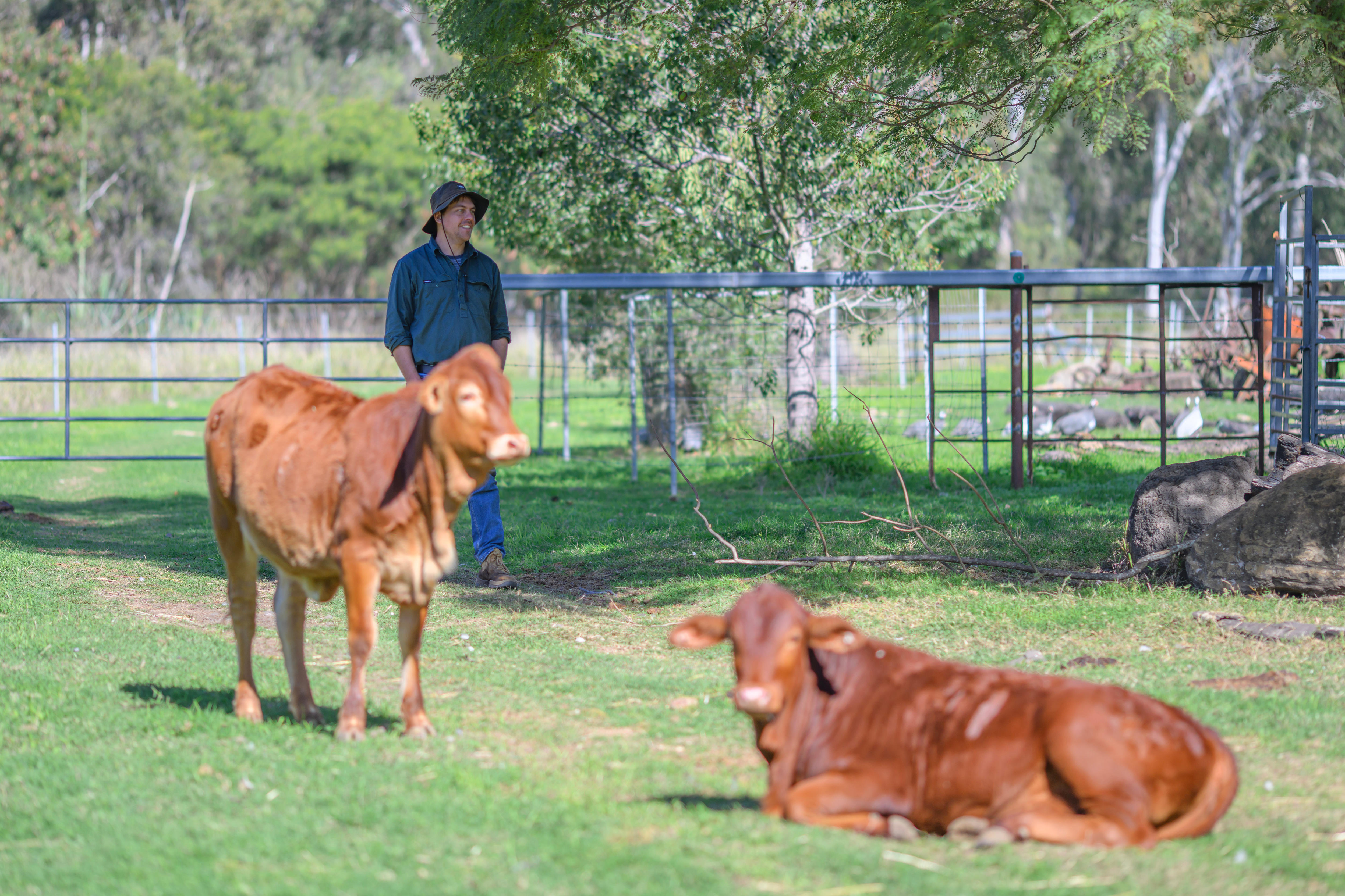 a man walks around cattle