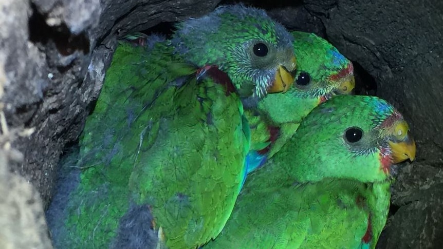 Swift parrot in nest July 2016