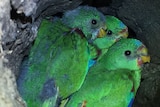 Swift parrot in nest July 2016
