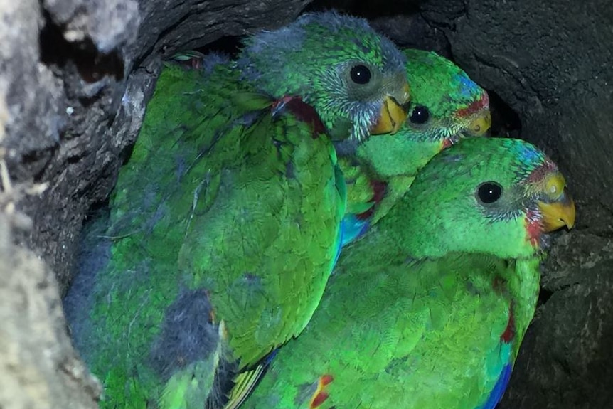 Swift parrot in nest July 2016