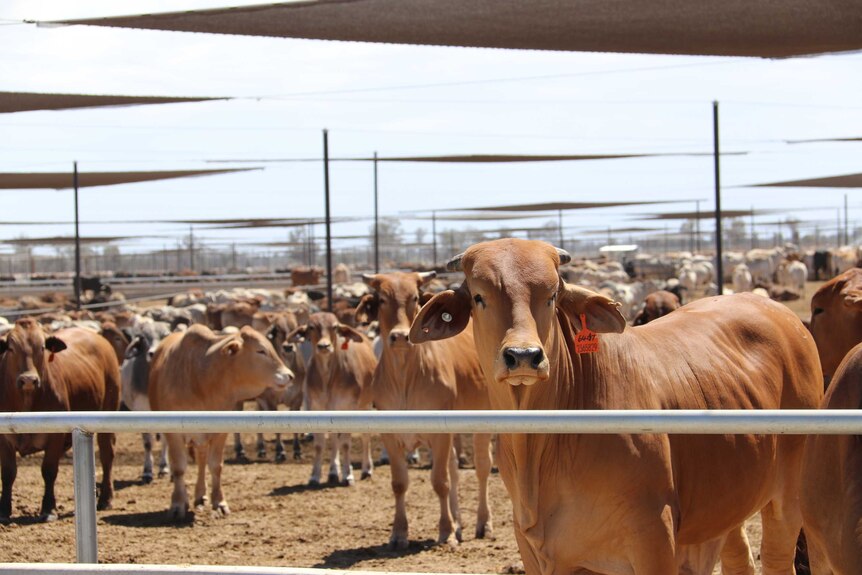 A close up of cattle in a feedlot