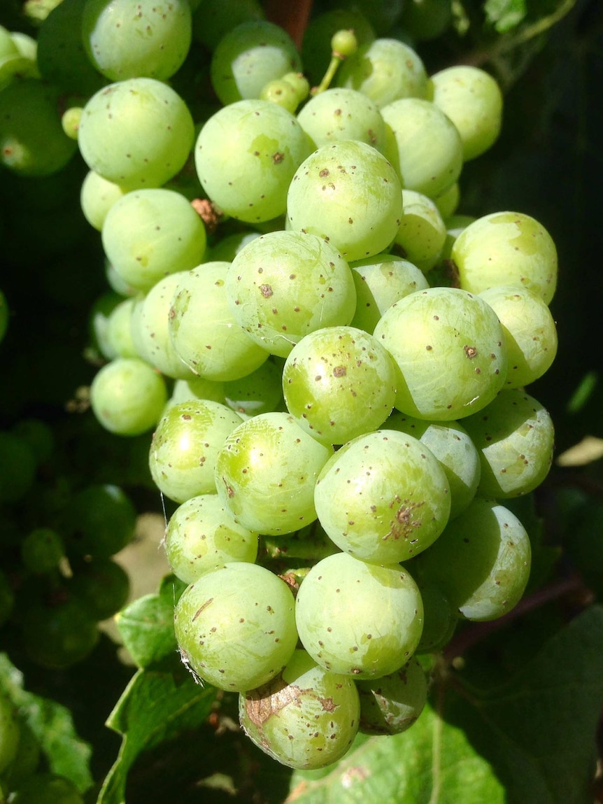 A close up photo of white wine grapes.