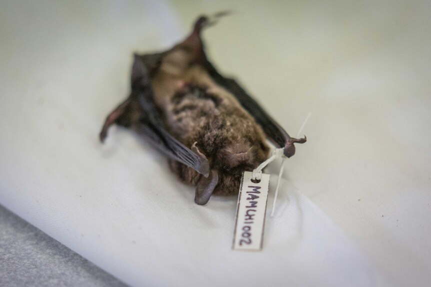 This bat will inform feature generations of scientific research.
