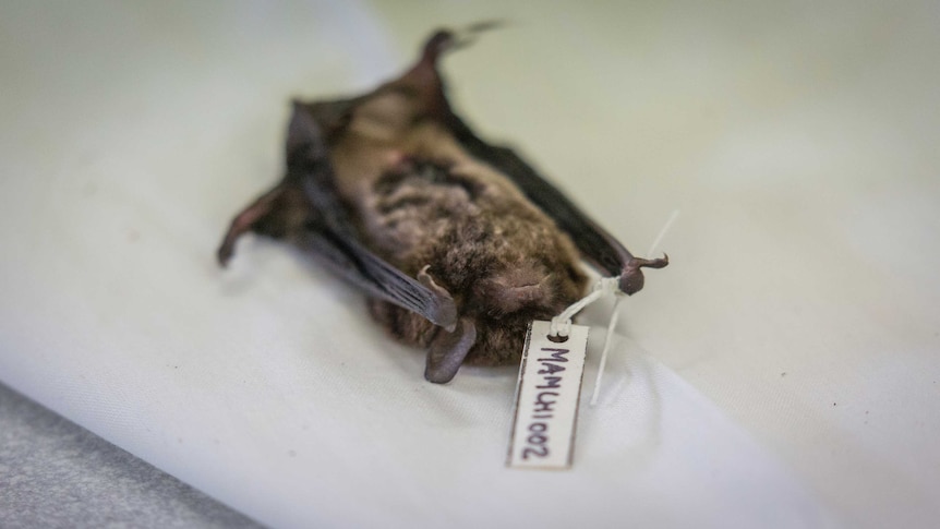 This bat will inform feature generations of scientific research.