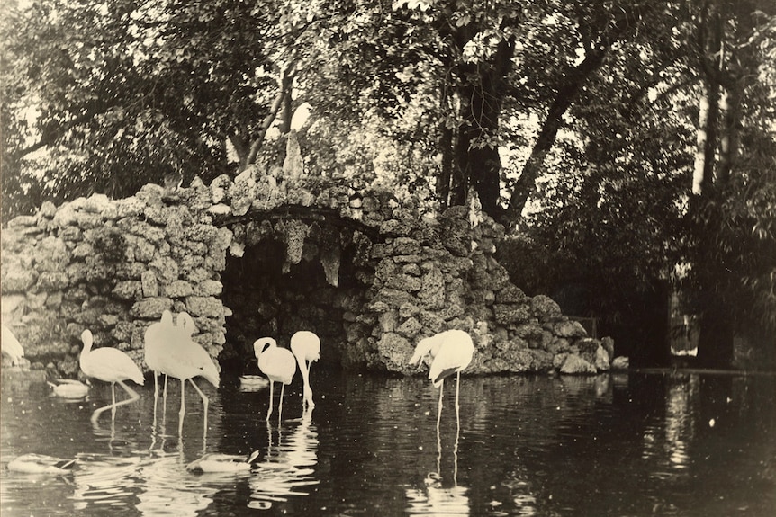 Flamingo pond at Adelaide Zoological Gardens in 1936