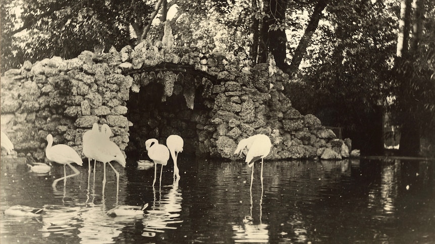 Flamingo pond at Adelaide Zoological Gardens in 1936