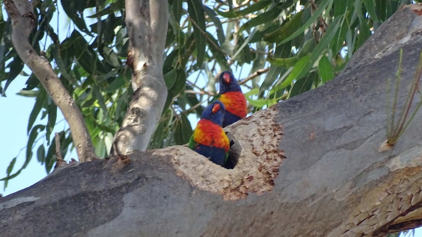 A pair of rainbow lorikeets use the man-made tree hollows