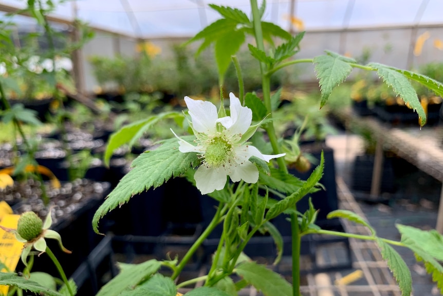 Flower growing on thornless native raspberry plant.