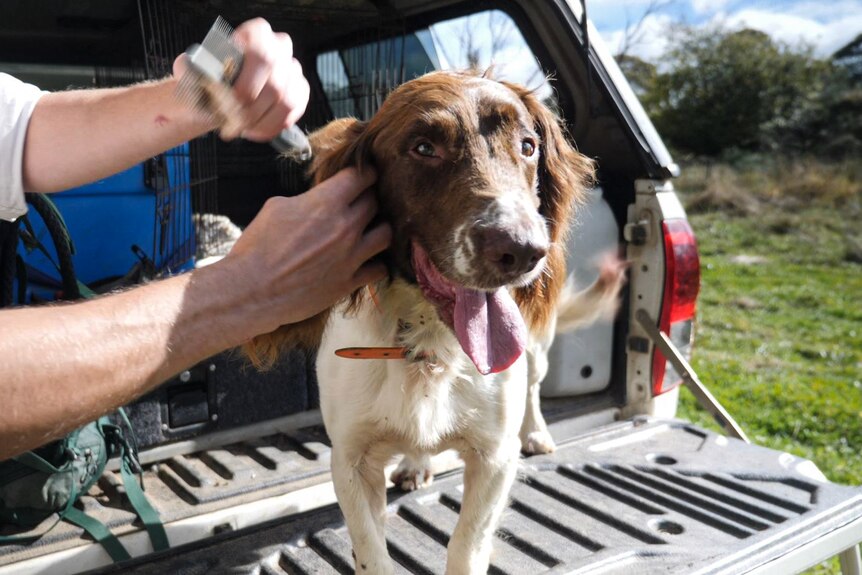 A caramel and white dog with its tongue out is getting brushed by his trainer in the back of a car.