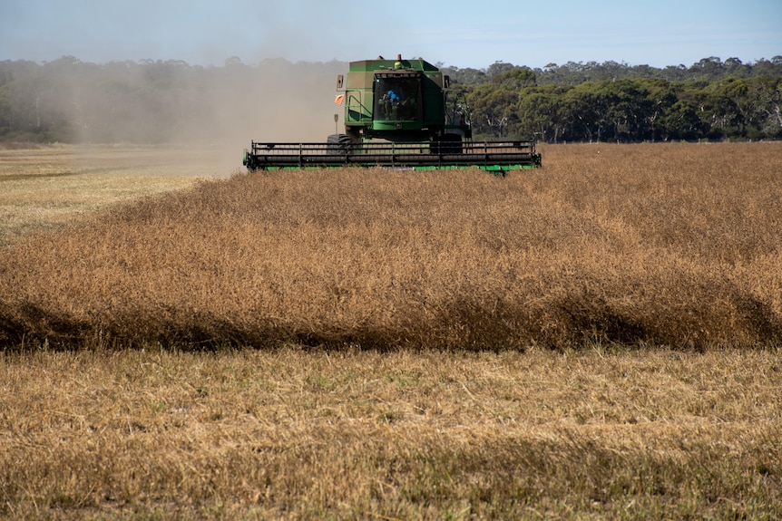 Large green farming equipment in the middle of a grain crop. 