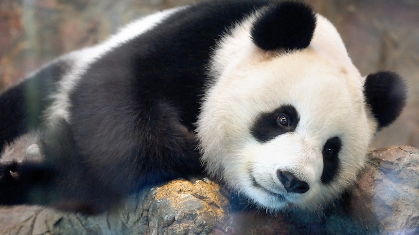 Adelaide Zoo's female panda Funi.