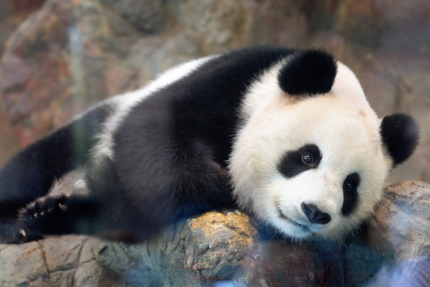 Adelaide Zoo's female panda Funi.