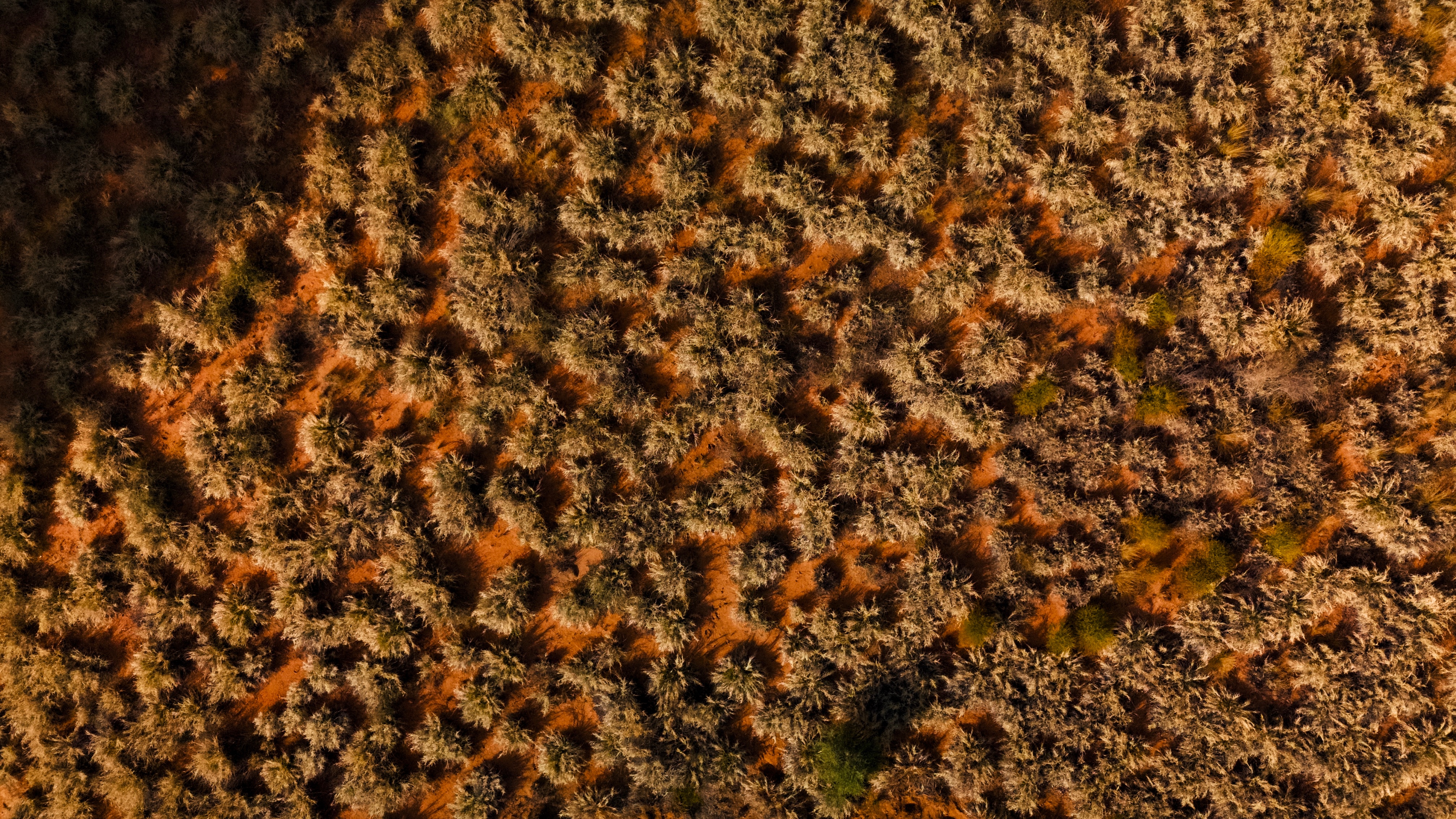 Will a national weed listing help control buffel grass?