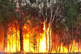 A bushfire