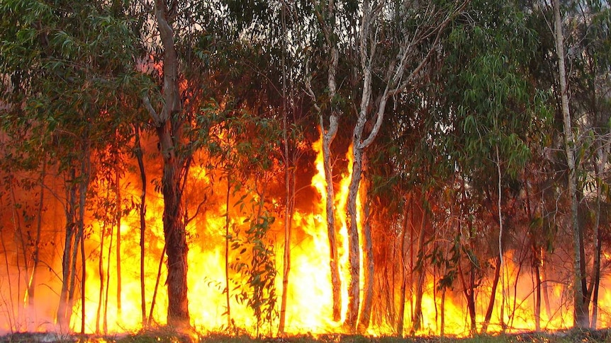 A bushfire