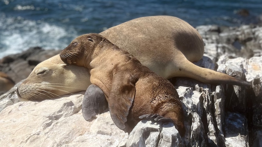 Gorgeous photo of sea lion pup resting on its mum, both asleep on a rock above the ocean