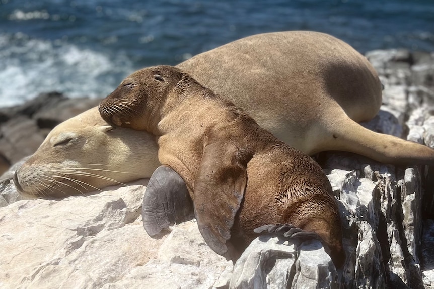 Gorgeous photo of sea lion pup resting on its mum, both asleep on a rock above the ocean