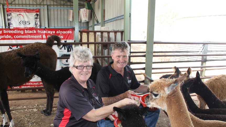 Keith and Isi Cameron, owners of Keis Alpacas, are feeding their alpacas on their York property