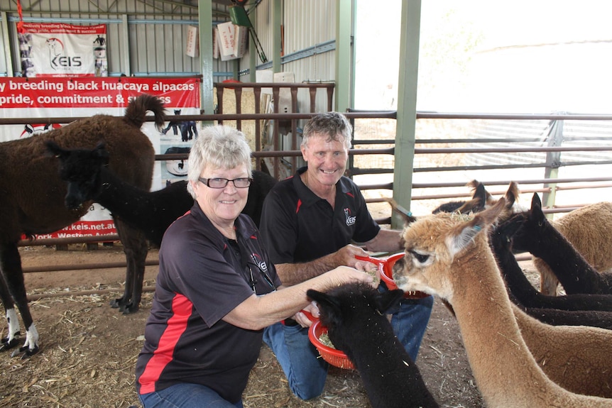 Keith and Isi Cameron, owners of Keis Alpacas, are feeding their alpacas on their York property
