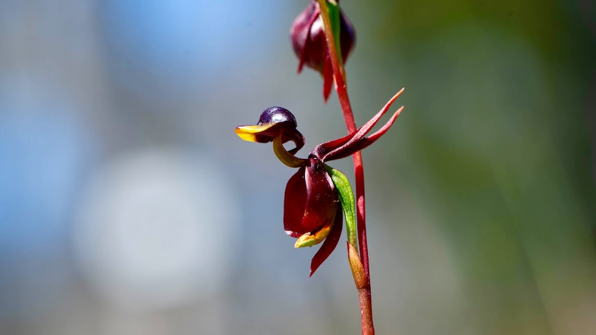 A photograph of a burgundy-coloured flying duck orchid.