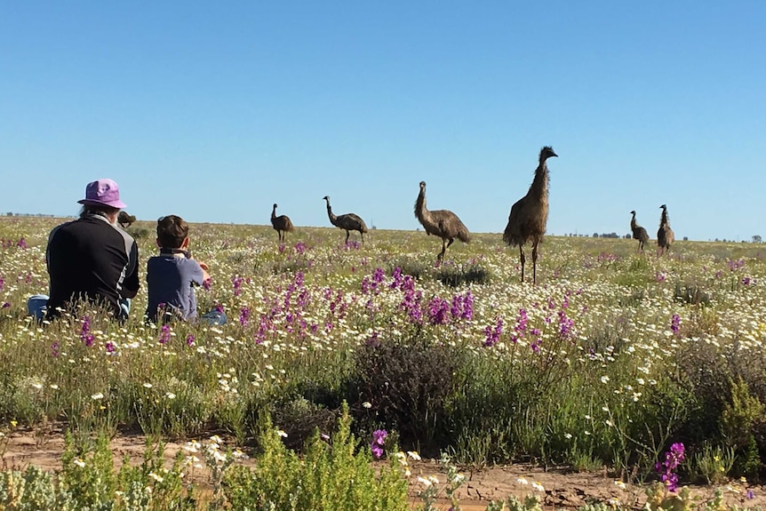 Two people siting in a wildflower-filled field looking at emus