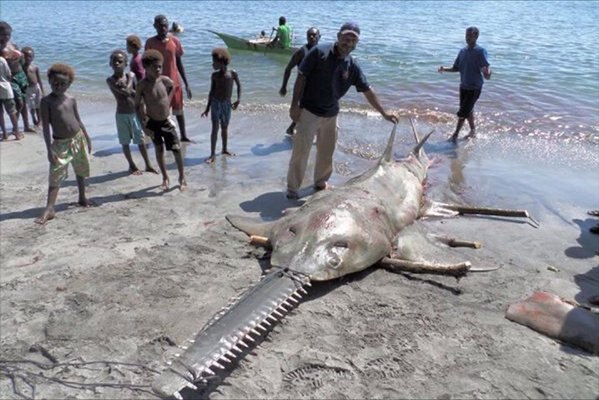 Enormous sawfish ashore in PNG surrounded by people on a river bank