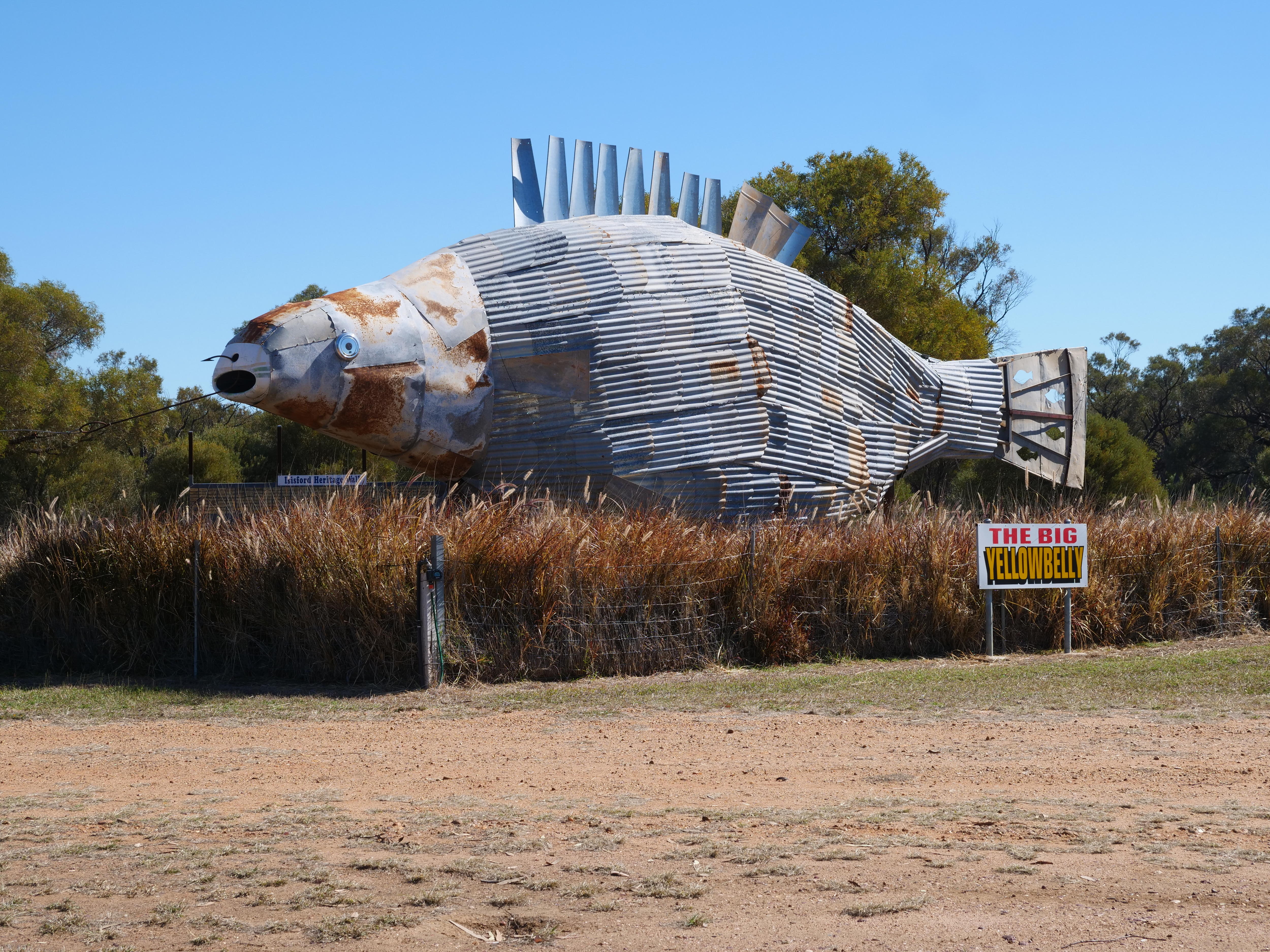 A large fish sculpture made out of sheets of metal stands in bushes. A sign in front reads "The Big Yellowbelly".