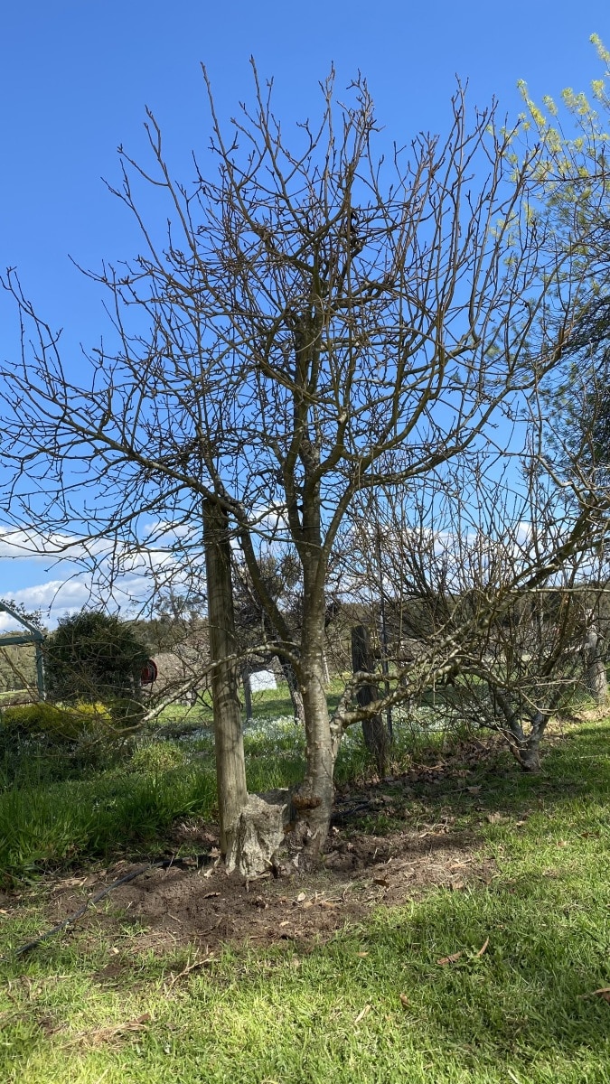 A Lady Williams apple tree