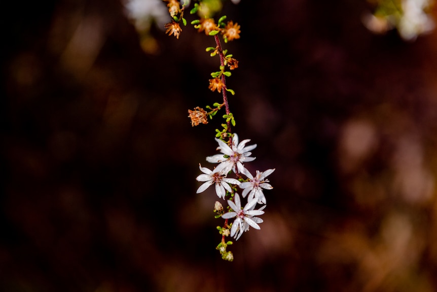 Small white flowers.