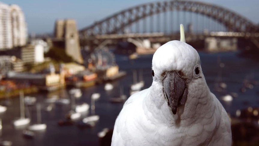 A cockatoo sits on a railing, with the Sydney Harbour Bridge in the background.