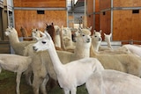 A pen of alpacas at the Royal Easter Show