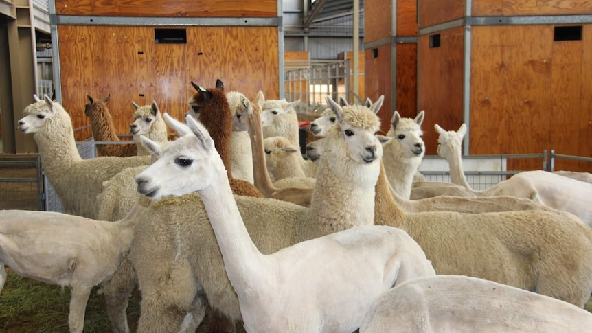 A pen of alpacas at the Royal Easter Show