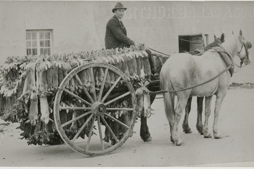 A man driving a two horse carriage lined with rabbit carcasses in black and white