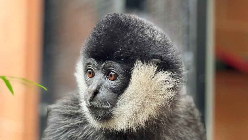 A close up shot of a white cheeked-gibbon looking right of camera